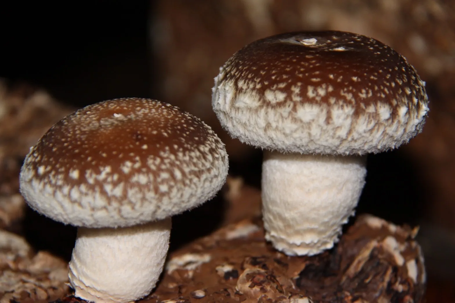 肉厚なシイタケ