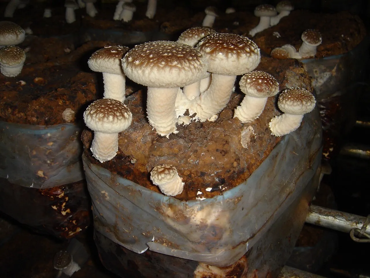 取れ頃のシイタケ